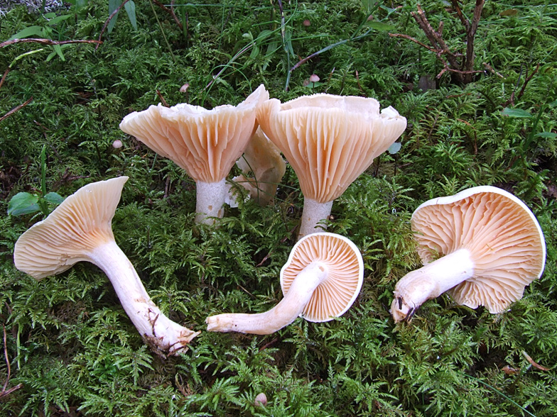 Hygrophorus karstenii