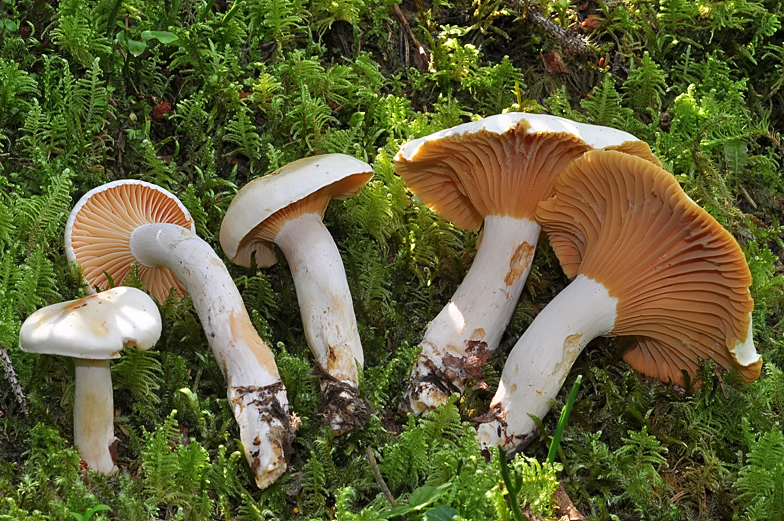 Hygrophorus karstenii