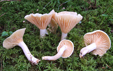 Hygrophorus karstenii