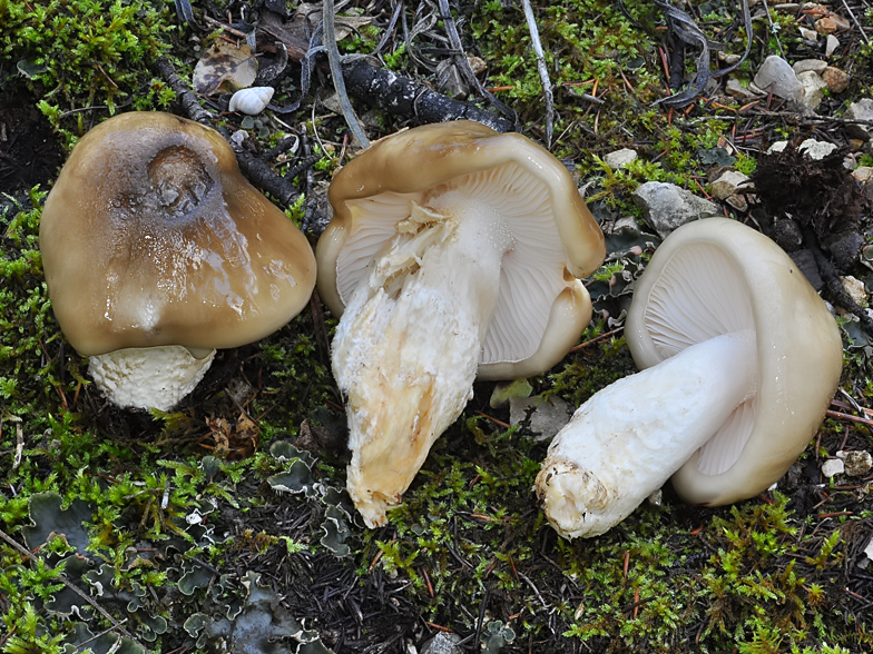 Hygrophorus latitabundus