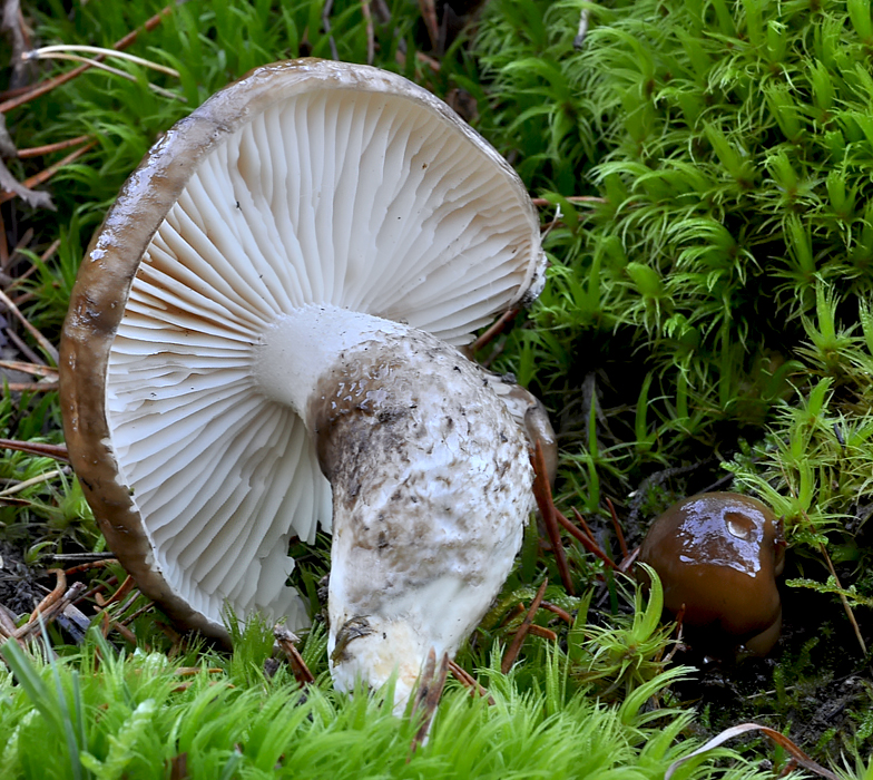 Hygrophorus latitabundus