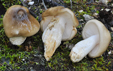 Hygrophorus latitabundus