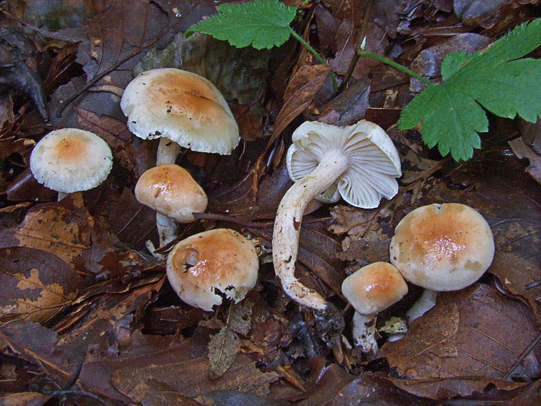 Hygrophorus lindtneri