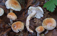 Hygrophorus lindtneri