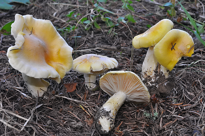 Hygrophorus lucorum