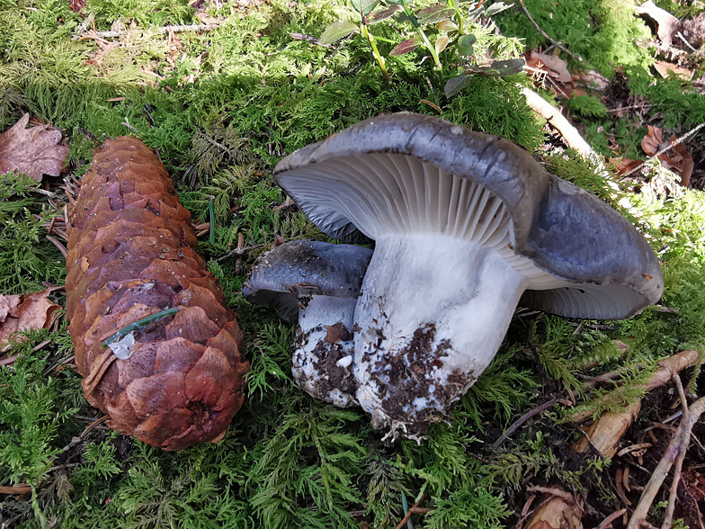 Hygrophorus marzuolus