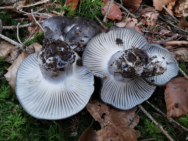 Hygrophorus marzuolus