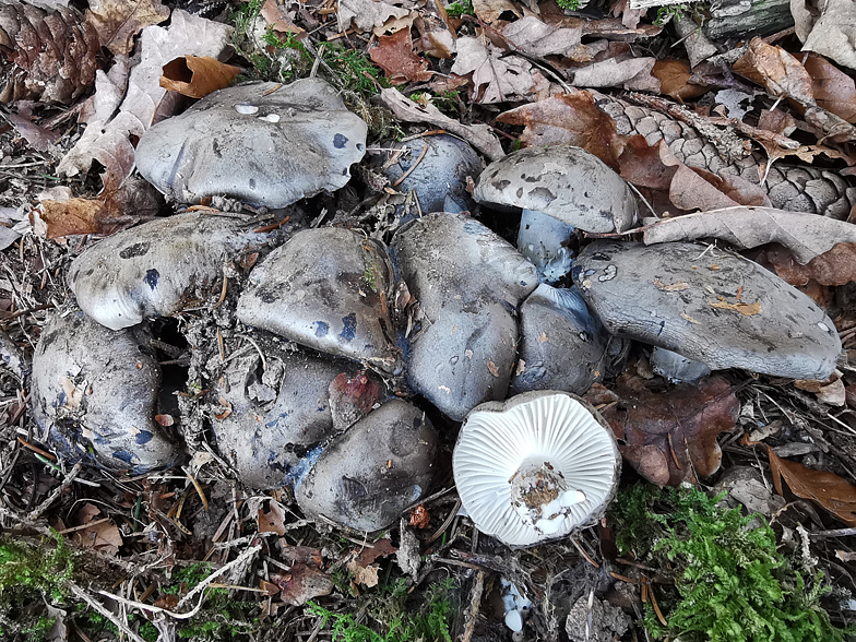 Hygrophorus marzuolus