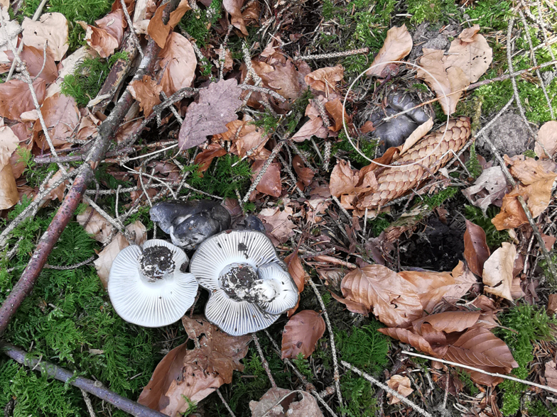 Hygrophorus marzuolus