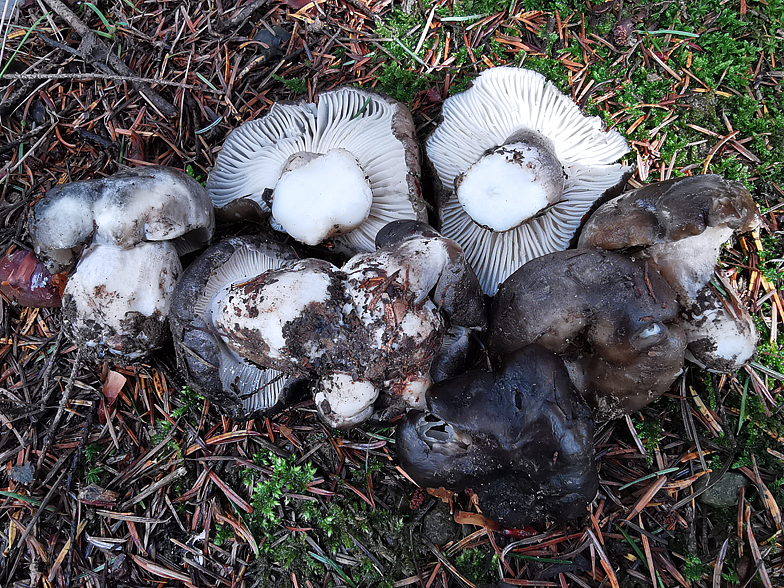 Hygrophorus marzuolus