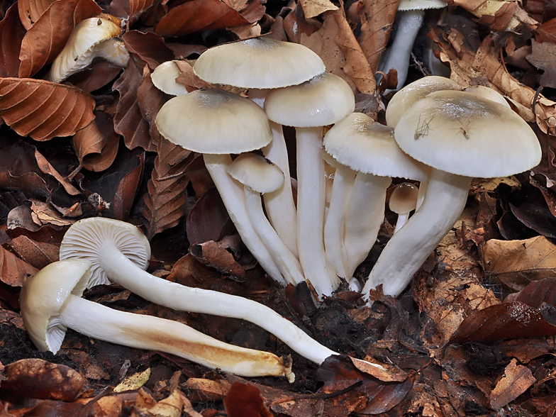 Hygrophorus mesotephrus