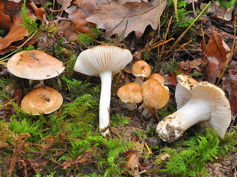 Hygrophorus nemoreus