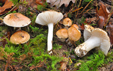 Hygrophorus nemoreus