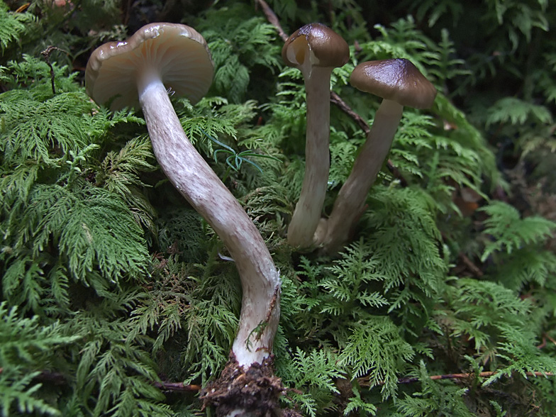 Hygrophorus olivaceoalbus