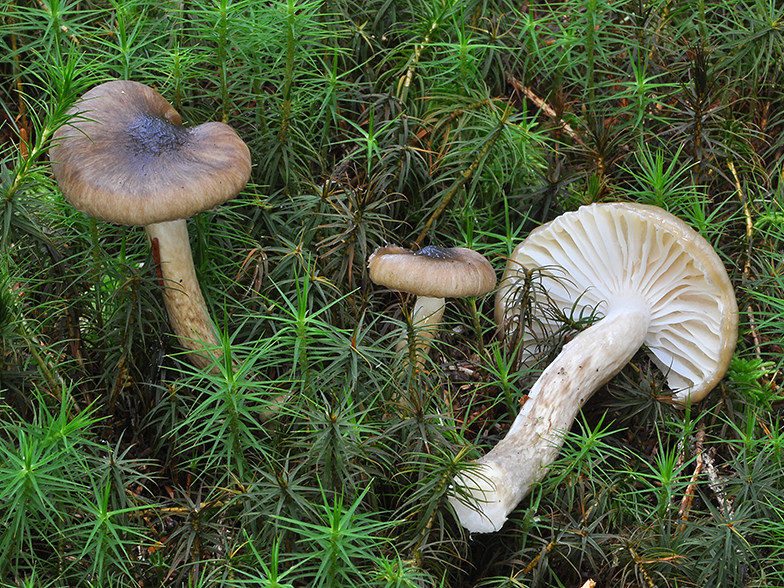 Hygrophorus olivaceoalbus