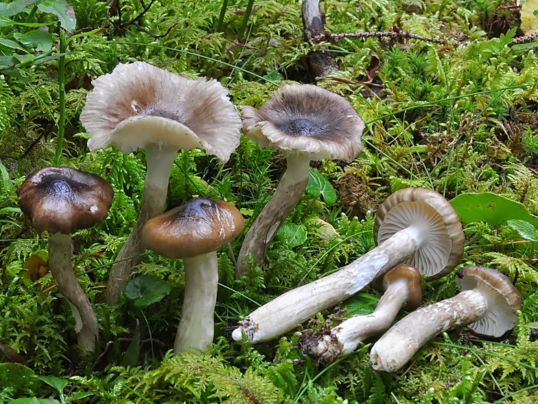 Hygrophorus olivaceoalbus