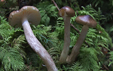 Hygrophorus olivaceoalbus