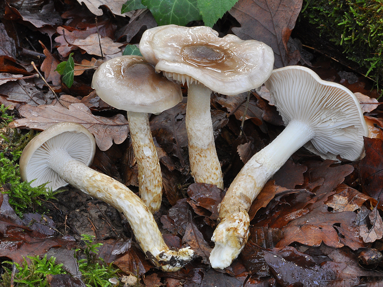 Hygrophorus persoonii