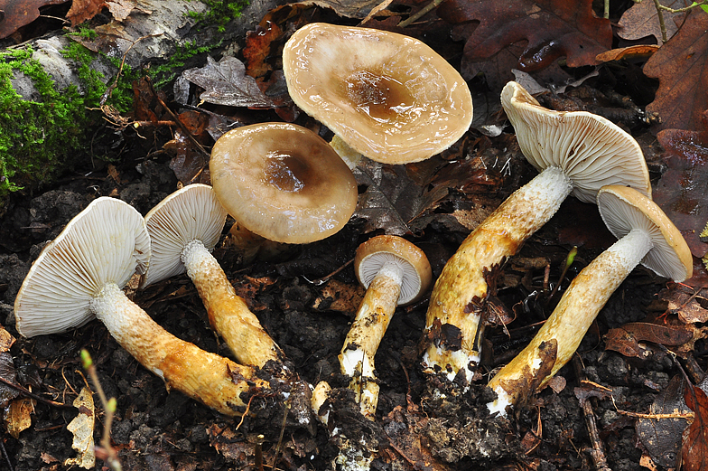 Hygrophorus persooni