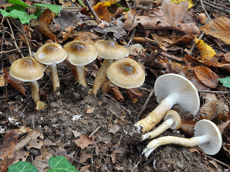 Hygrophorus persoonii