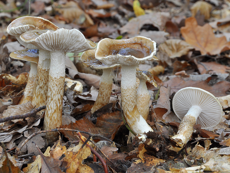 Hygrophorus persoonii