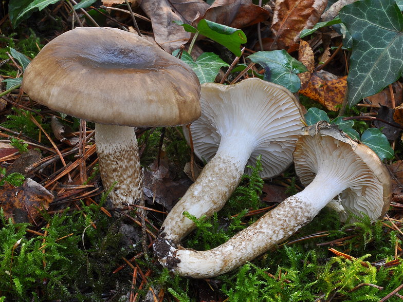 Hygrophorus persooni