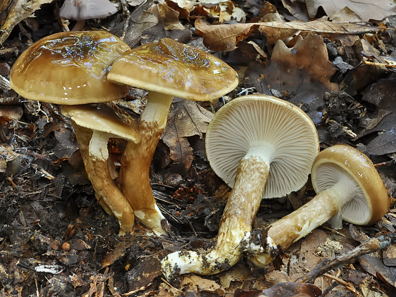 Hygrophorus persoonii