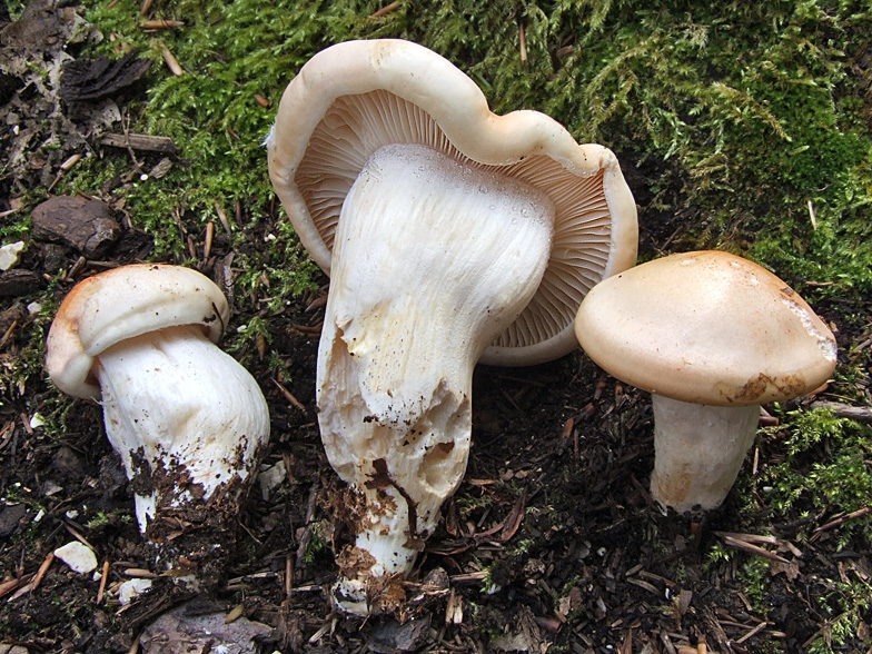 Hygrophorus poetarum