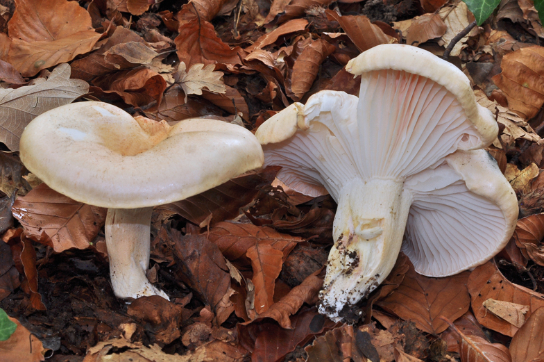 Hygrophorus poetarum