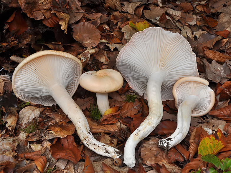 Hygrophorus poetarum