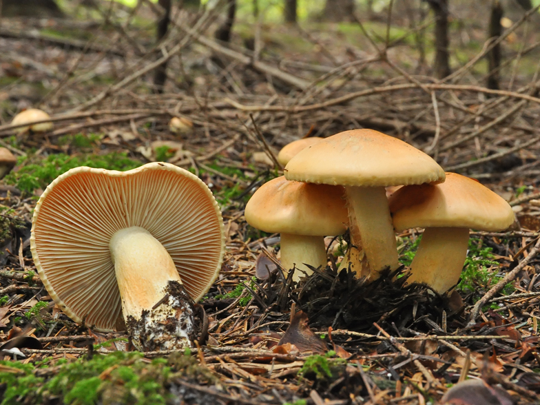 Hygrophorus pudorinus