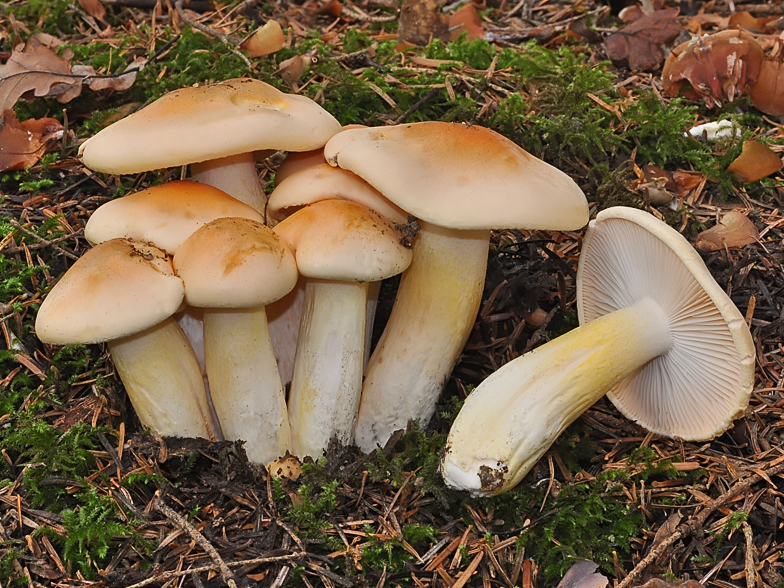 Hygrophorus pudorinus