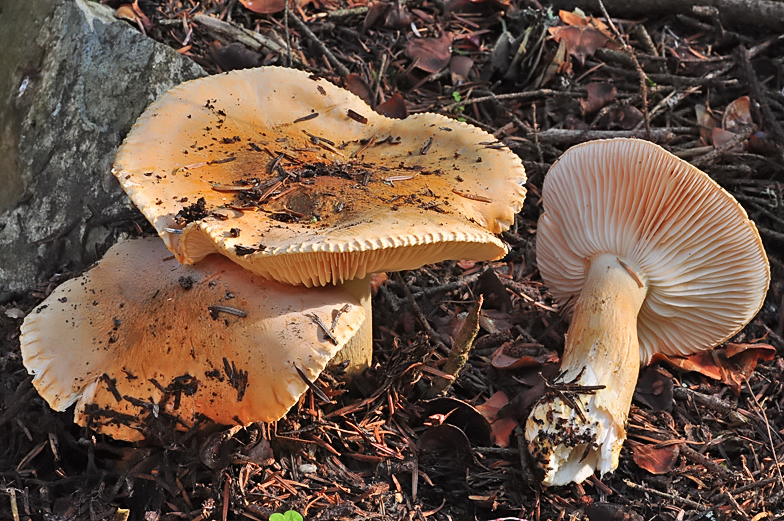 Hygrophorus pudorinus