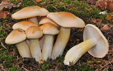 Hygrophorus pudorinus