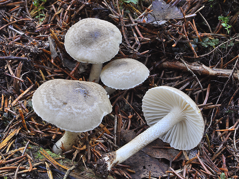 Hygrophorus pustulatus