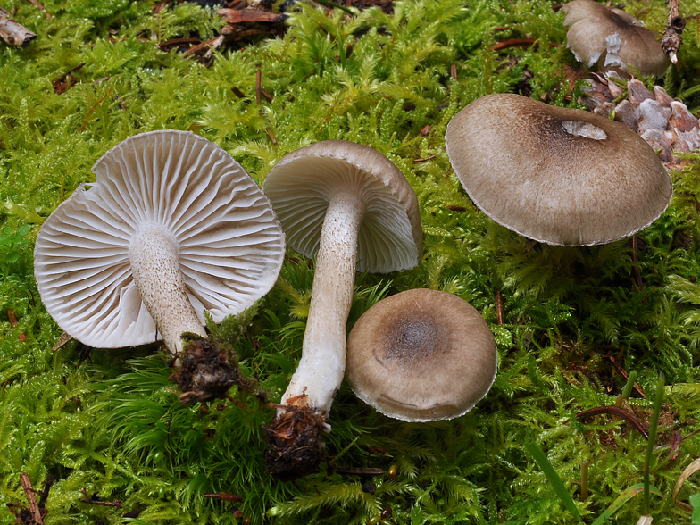 Hygrophorus pustulatus