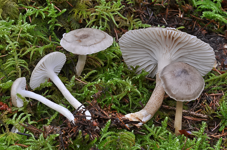 Hygrophorus pustulatus