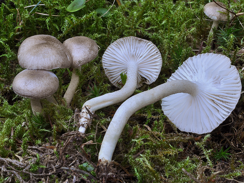 Hygrophorus pustulatus