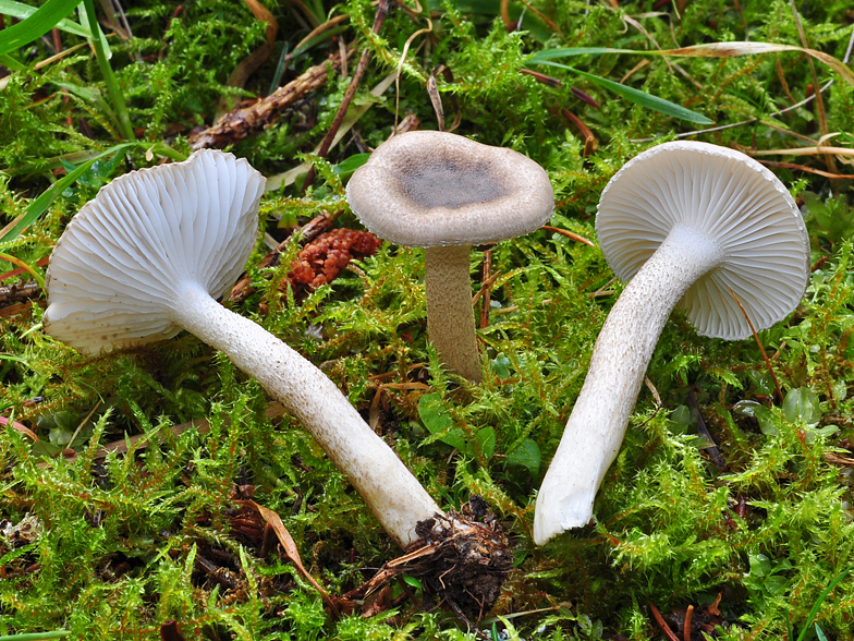 Hygrophorus pustulatus