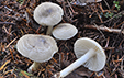 Hygrophorus pustulatus