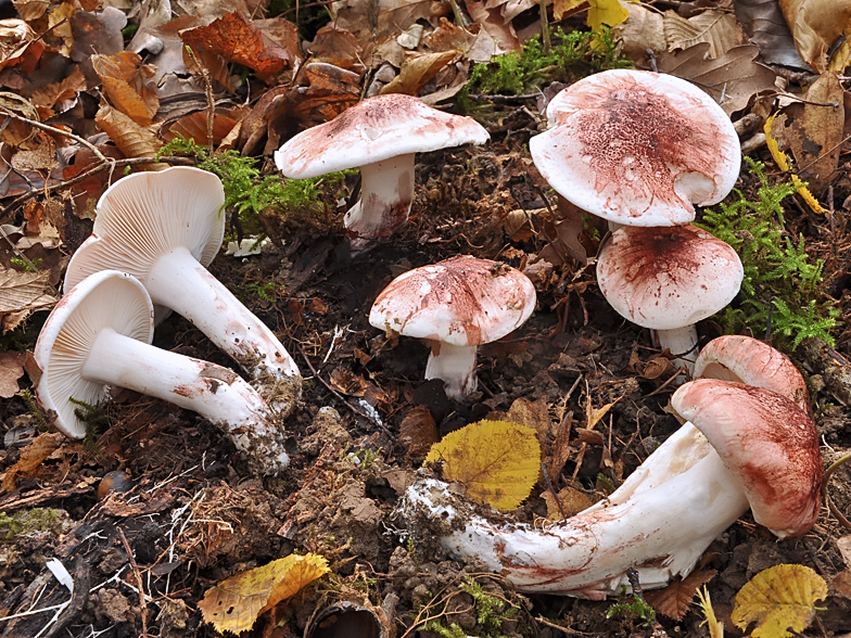 Hygrophorus russula