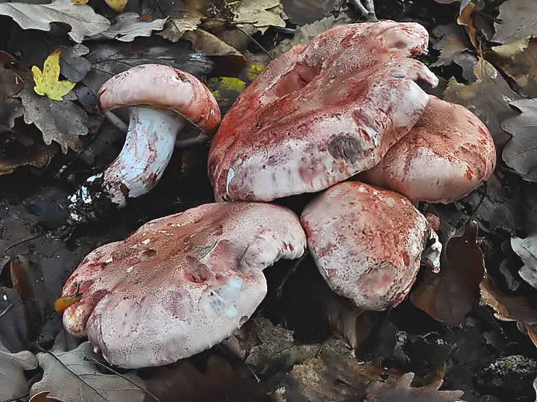 Hygrophorus russula