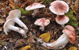 Hygrophorus russula