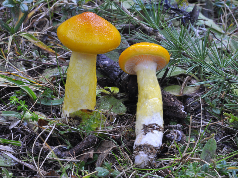 Hygrophorus speciosus