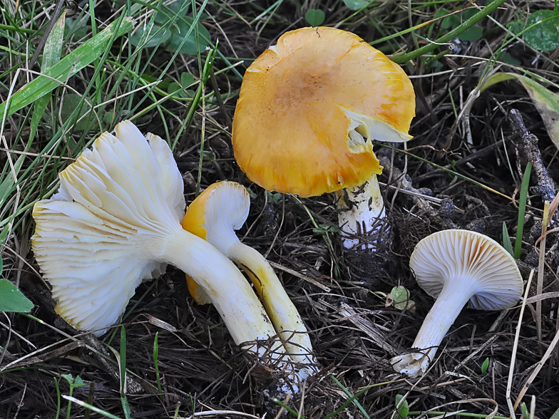 Hygrophorus speciosus