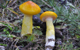 Hygrophorus speciosus