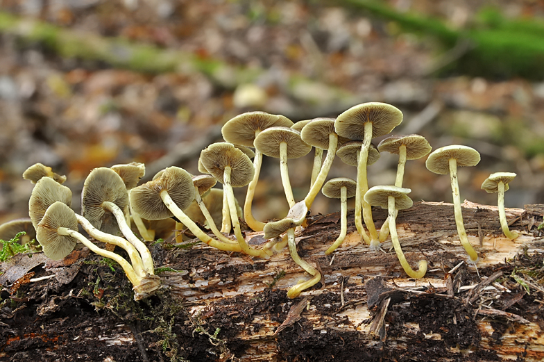 Hypholoma fasciculare fo pusillum