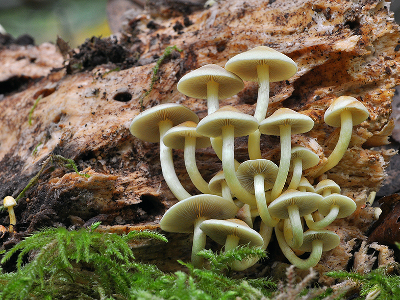 Hypholoma fasciculare fo pusillum