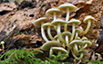 Hypholoma fasciculare fo pusillum