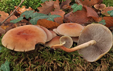 Hypholoma sublateritium